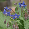 Herb - Borage - Photo Credit Sue Brown - St. Clare Heirloom Seeds