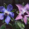 Herb - Borage - St. Clare Heirloom Seeds - Photo by Hans Bernhard
