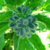 Herb - Borage Unopened Buds - St. Clare Heirloom Seeds