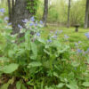 Herb - Borage - St. Clare Heirloom Seeds