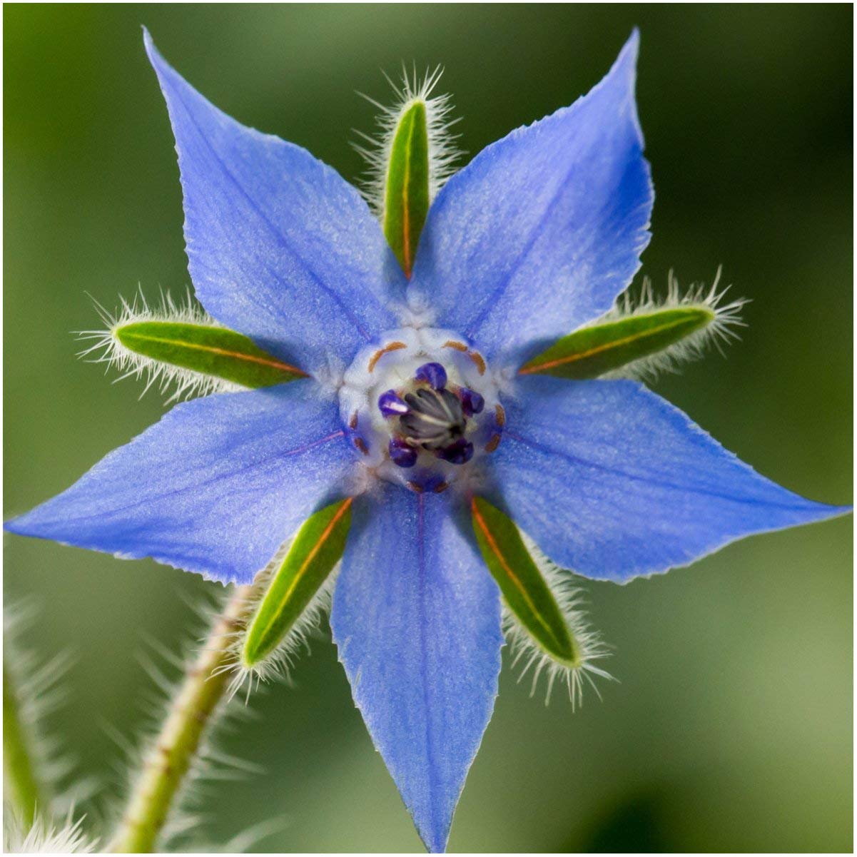 Herb - Borage - St. Clare Heirloom Seeds