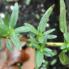 Hyssop leaves - Hyssopus officinalis