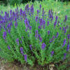 Hyssop - Hyssopus officinalis