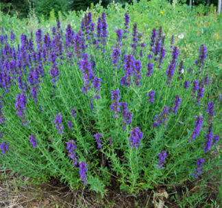 Hyssop - Hyssopus officinalis