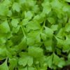 Herb, Perennial - Garden Cress - St. Clare Heirloom Seeds