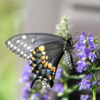 Herb, Perennial - Hyssop - St. Clare Heirloom Seeds