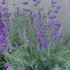 Herb, Perennial - Lavender Vera - St. Clare Heirloom Seeds