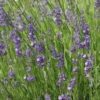Herb, Perennial - Lavender Vera - St. Clare Heirloom Seeds