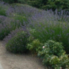 Herb, Perennial - Lavender Vera - St. Clare Heirloom Seeds