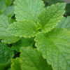 Herb, Perennial - Lemon Balm - St. Clare Heirloom Seeds