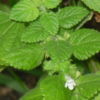 Herb, Perennial - Lemon Balm beginning to flower - St. Clare Heirloom Seeds