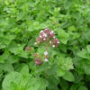 Herb, Perennial - Oregano Italian - St. Clare Heirloom Seeds
