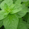 Herb, Perennial - Oregano Italian - St. Clare Heirloom Seeds
