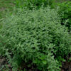 Herb, Perennial - Oregano Italian - St. Clare Heirloom Seeds