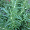 Herb, Perennial - Rosemary - St. Clare Heirloom Seeds