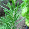 Herb, Perennial - Rosemary - St. Clare Heirloom Seeds