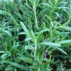 Herb, Perennial - Rosemary - St. Clare Heirloom Seeds