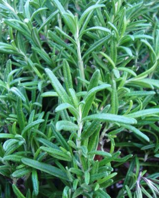 Herb, Perennial - Rosemary - St. Clare Heirloom Seeds