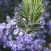Herb, Perennial - Rosemary Bloom - St. Clare Heirloom Seeds
