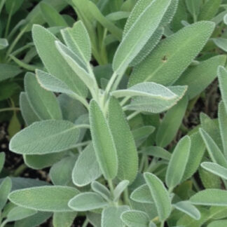 Herb, Perennial - Sage Broadleaf - St. Clare Heirloom Seeds