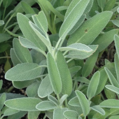 Herb, Perennial - Sage Broadleaf - St. Clare Heirloom Seeds