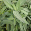 Herb, Perennial - Sage Broadleaf - St. Clare Heirloom Seeds