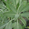 Herb, Perennial - Sage Broadleaf - St. Clare Heirloom Seeds