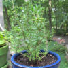 Herb, Perennial - Winter Thyme - St. Clare Heirloom Seeds