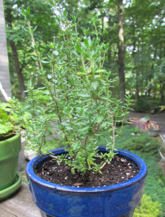Herb, Perennial - Winter Thyme - St. Clare Heirloom Seeds