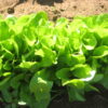 Lettuce - Buttercrunch - St. Clare Heirloom Seeds