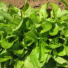 Lettuce - Buttercrunch - St. Clare Heirloom Seeds