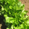 Lettuce - Buttercrunch - St. Clare Heirloom Seeds