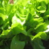 Lettuce - Buttercrunch - St. Clare Heirloom Seeds