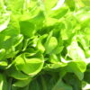 Lettuce - Buttercrunch - St. Clare Heirloom Seeds