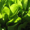 Lettuce - Buttercrunch - St. Clare Heirloom Seeds