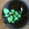 Herb - Lemon Balm - Image 4