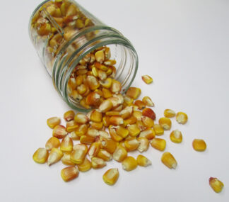 Henry Moore Corn - St Clare Seeds