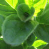 Herb - Oregano - Italian - Image 3