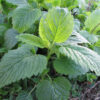 "Lemon balm (Melissa officinalis) herb growing in a dense garden patch, showing textured, serrated green leaves on upright stems"