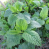 "Healthy lemon balm (Melissa officinalis) plant growing in a garden bed, with dense clusters of serrated, bright green leaves on upright stems"