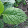 "Close-up of a fresh lemon balm leaf (Melissa officinalis) with textured surface and serrated edges, growing in a home herb garden"
