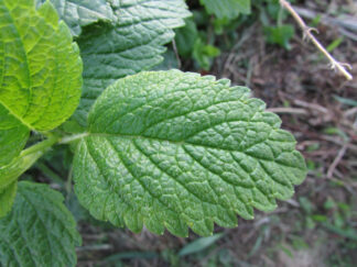 "Close-up of a fresh lemon balm leaf (Melissa officinalis) with textured surface and serrated edges, growing in a home herb garden"