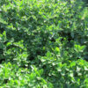 Italian Oregano Patch - St. Clare Heirloom Seeds