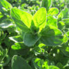 Italian Oregano Leaf Closeup - St. Clare Heirloom Seeds