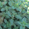 Italian Oregano - St. Clare Heirloom Seeds