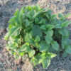 "Mature lemon balm plant (Melissa officinalis) growing in a sunny garden bed with dry straw mulch, showing dense, leafy green growth"