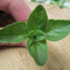 Italian Oregano Leaf - St. Clare Heirloom Seeds