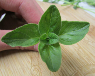 Italian Oregano Leaf - St. Clare Heirloom Seeds