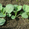 Kale - Kailaan Young Plant - St. Clare Heirloom Seeds