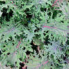 Kale - Red Russian - St. Clare Heirloom Seeds - Photo credit: Sue Brown